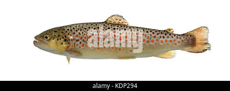 Brown trout swimming, isolated on white Stock Photo