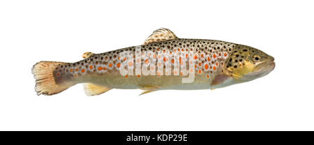 Brown trout swimming, isolated on white Stock Photo