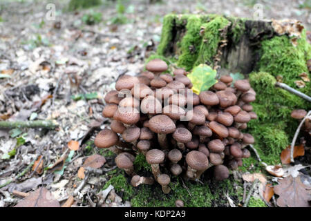 edible Honey fungus (Armillaria ostoyae) mushroom. Stock Photo