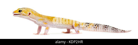 Yellow gecko standing, isolated on white Stock Photo