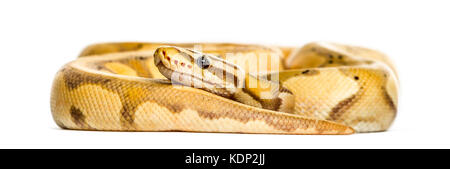 Firefly python, isolated on white Stock Photo