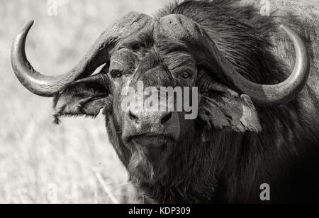 detailed-closeup-of-a-lone-
