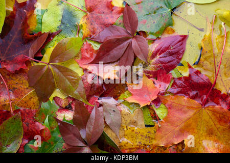 Background of colored wet autumnal maple leaves in a morning Stock Photo