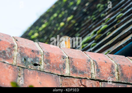 A robin, Erithacus rubecula, looking over a brick wall. Stock Photo