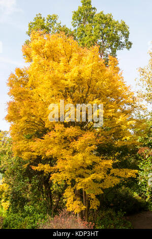 Acer palmatum 'Sango-kaku' Stock Photo