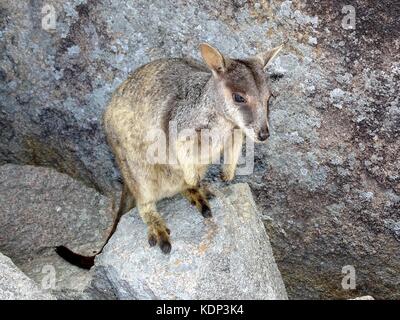 A rock wallaby perched atop a rocky outcrop on Magnetic Island in Queensland, Australia Stock Photo