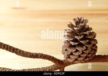 Close-up of natural dry pine cone with branch on light brown wooden background Stock Photo