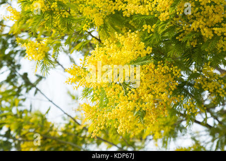 Branches of acacia dealbata with yellow flowers in spring park Stock Photo