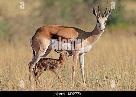 Springbok antelope (Antidorcas marsupialis) with newly born lamb, South Africa Stock Photo