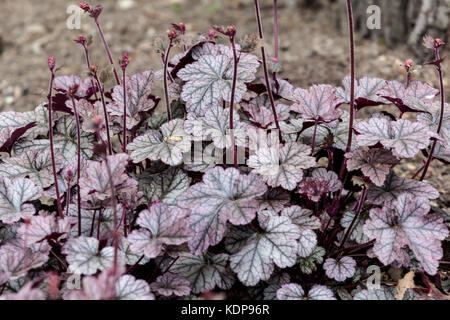 Coral Bells Heuchera 'Silver Scrolls' Heuchera leaves Garden Stock Photo