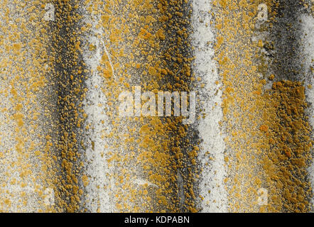 Lichen-covered old wavy slate background. Aged wavy slate with moss, lichen close-up texture Stock Photo