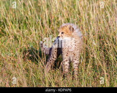 Cheetah cub in the grass of the savannah Stock Photo