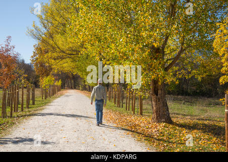 Man walking along a path in Autumn. El Paular valley, Sierra de Guadarrama National Park, Rascafria, Madrid province, Spain. Stock Photo