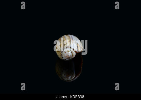 Isolated Olive snail (Olividae) on black background found in Dubai, United Arab Emirates Stock Photo