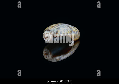 Isolated Olive snail (Olividae) on black background found in Dubai, UAE Stock Photo