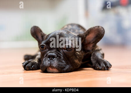 puppy of a French bulldog at the age of 4 months lies on the floor Stock Photo