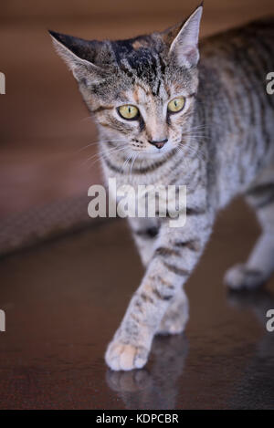 pepper colored kitten walking on glass outdoor table. Stock Photo