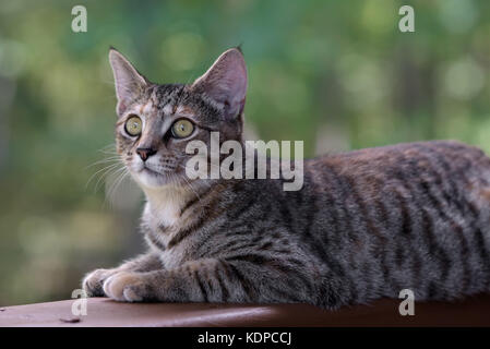 Pepper colored kitten lying down on porch railing Stock Photo