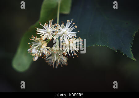 Small white linden blossoms with pistils and stamens and  green leaves
