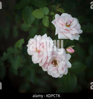 Beautiful pink roses on a dark green natural background Stock Photo