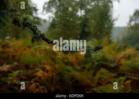 Lichen and Moss on a branch in The New Forest Stock Photo