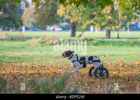 A dog with injured back legs enjoys running with the aid of rear wheels Stock Photo