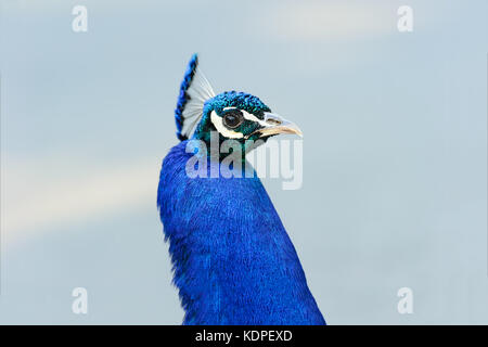 Peacock is a peacock closeup isolated  head shot of a beatuful male peacock. Stock Photo