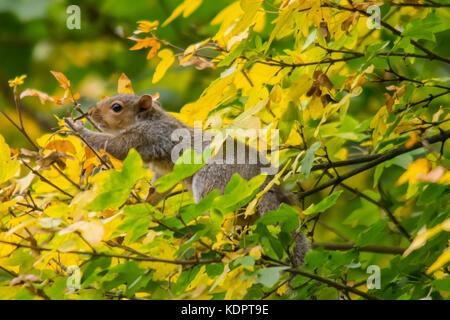Melton Mowbray, UK. 15th Oct, 2017.   Golden colours of autumn in the local park, Squirrels begin hideing nuts as preparation for cold weather when food will be scarce, squirrels recover up to 30% of the nuts they bury. The misplacing of so many acorns the seeds the next generation of oak trees. Photo: Clifford  Norton/Alamy Live News Credit: Clifford Norton/Alamy Live News Stock Photo