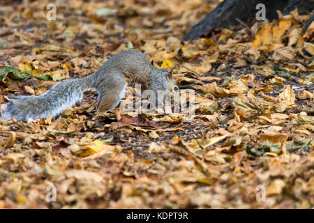 Melton Mowbray, UK. 15th Oct, 2017.   Golden colours of autumn in the local park, Squirrels begin hideing nuts as preparation for cold weather when food will be scarce, squirrels recover up to 30% of the nuts they bury. The misplacing of so many acorns the seeds the next generation of oak trees. Photo: Clifford  Norton/Alamy Live News Credit: Clifford Norton/Alamy Live News Stock Photo