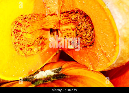 Thick, deep orange, moderately sweet flesh of fully ripe gorgeous Musquee de Provence, or Fairytale pumpkin Stock Photo