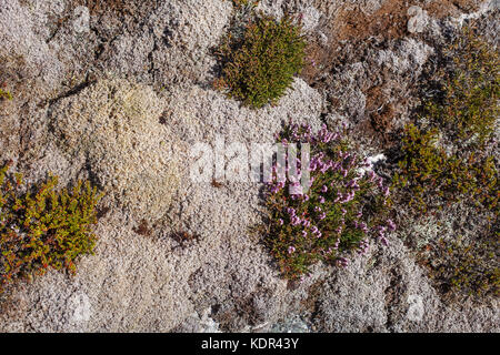 mountain plants in Norway Stock Photo