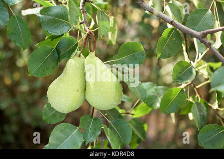 Two ripe pears on a tree Stock Photo