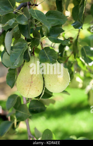Two ripe pears on a branch Stock Photo
