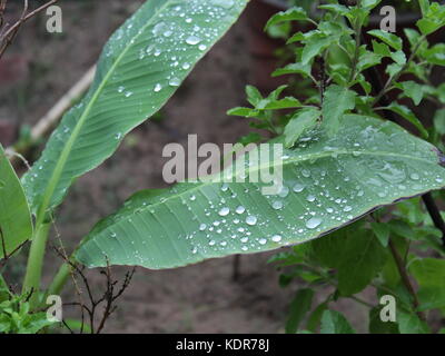 banana leaf Stock Photo