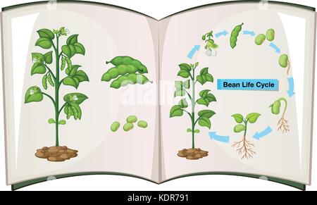 Book of bean life cycle illustration Stock Vector