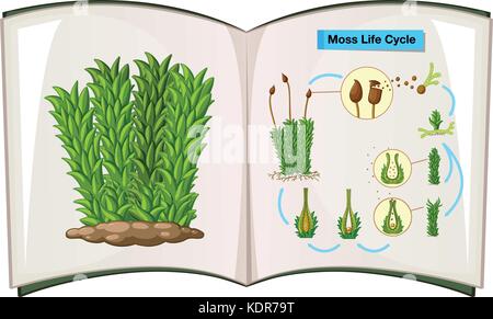 Book showing life cycle of moss illustration Stock Vector
