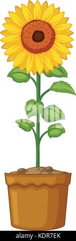 Sunflower in clay pot illustration Stock Vector