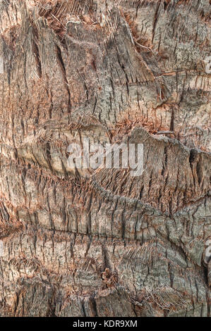 Close up of the palm tree bark
