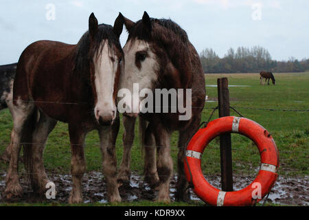 Horses together in a field Stock Photo