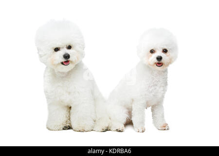 beautiful bichon frisee dogs Stock Photo