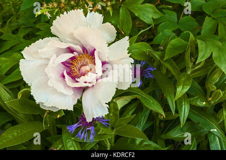 Wild Rose, Rosa Canina Stock Photo