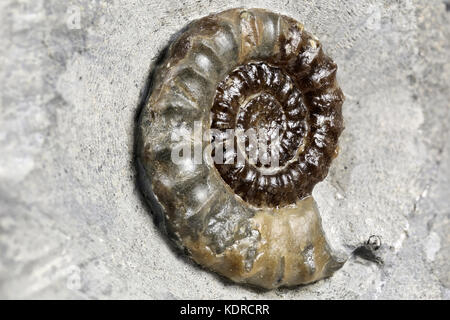 fossil Promicroceras sp. Ammonite from Charmouth/ Dorset, England