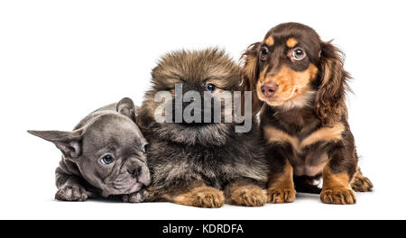Three puppies side by side, isolated on white Stock Photo