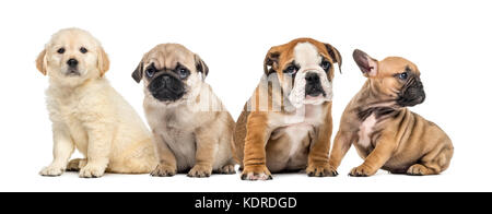 Four puppies sitting, isolated on white Stock Photo