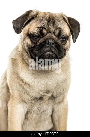 Close-up of a pug sitting, isolated on white Stock Photo