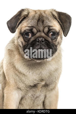 Close-up of a pug sitting, isolated on white Stock Photo