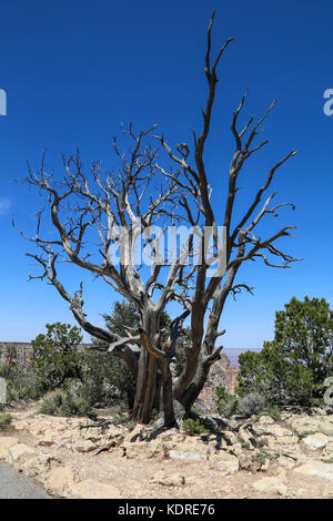 Standing Dead Utah juniper (Juniperous osteosperma) on south rim of Grand Canyon Stock Photo