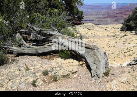 Dead tree trunk - Utah juniper (Juniperous osteosperma) on south rim of Grand Canyon Stock Photo