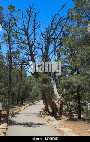 Dead tree trunk - Utah juniper (Juniperous osteosperma) on south rim of Grand Canyon Stock Photo