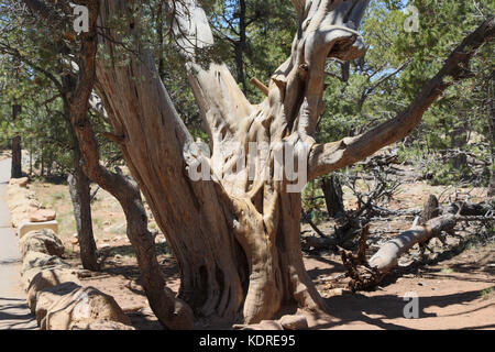 Standing dead Utah juniper (Juniperous osteosperma) on south rim of Grand Canyon Stock Photo